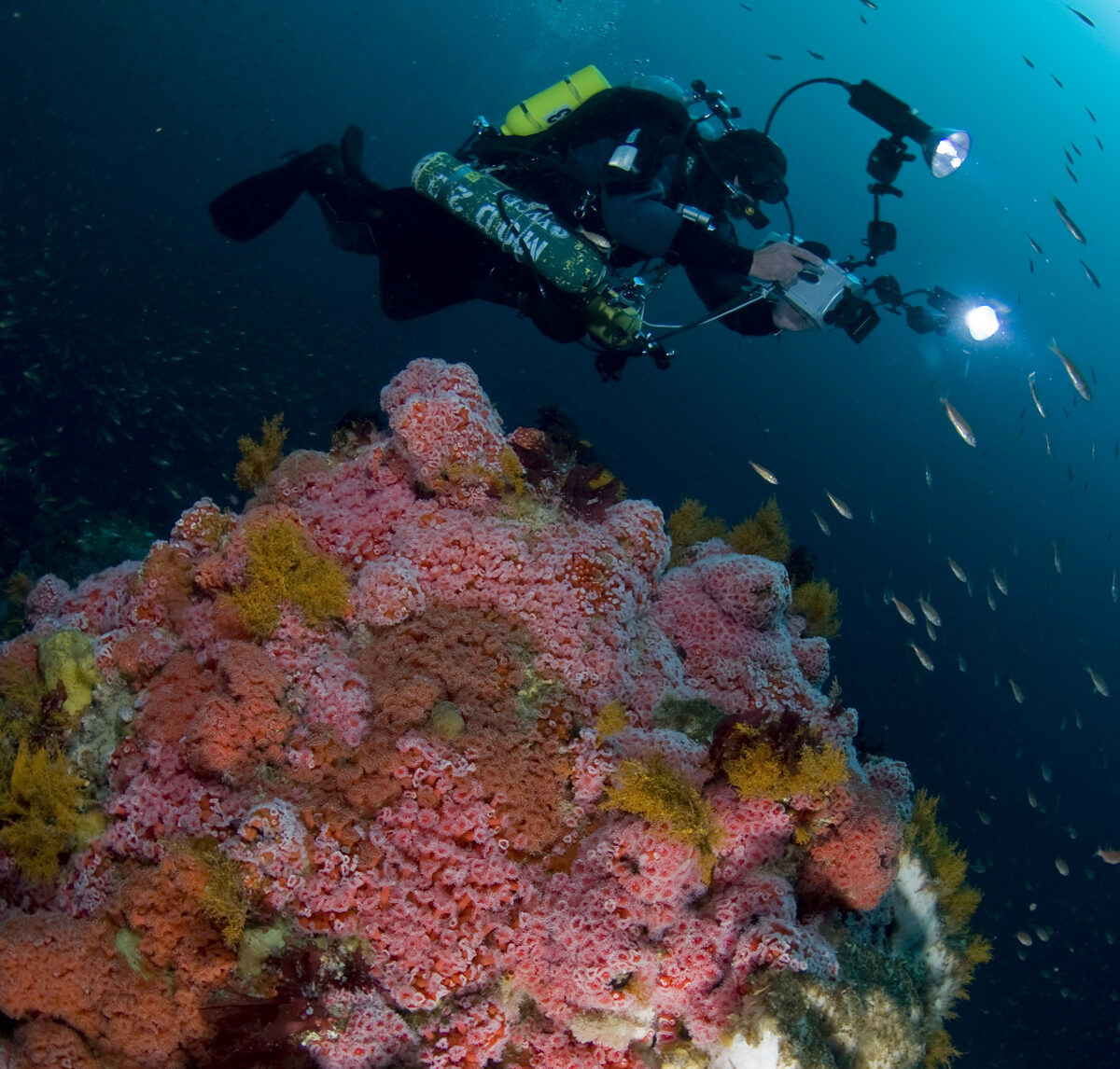 Diver on Cordell Bank within Cordell Bank National Marine Sanctuary