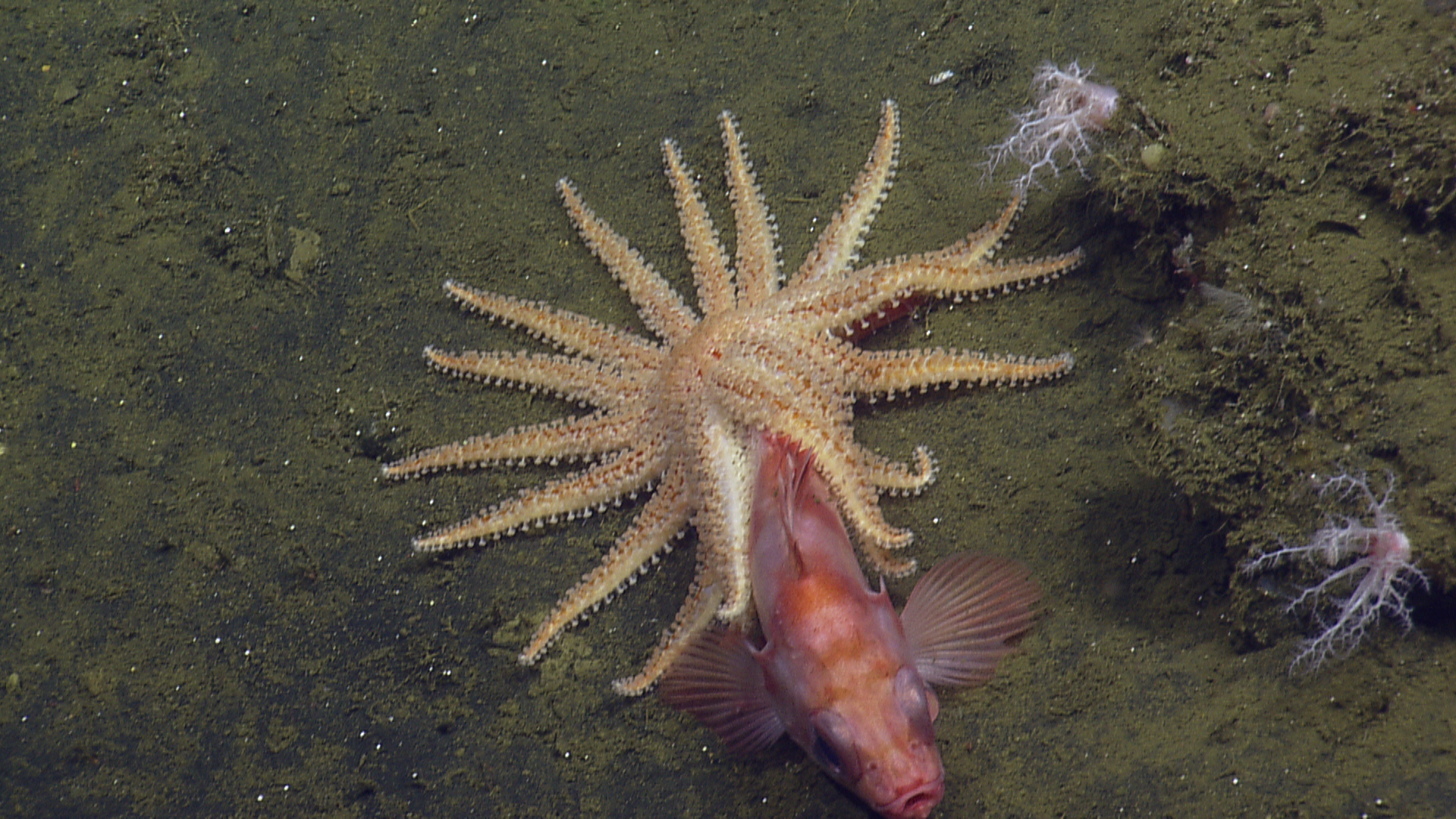 Sunflower sea star preying on rockfish. Photo by Ocean Exploration Trust/NOAA