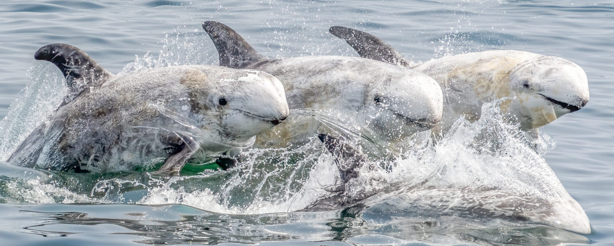 three risso's dolphins jump out of the water