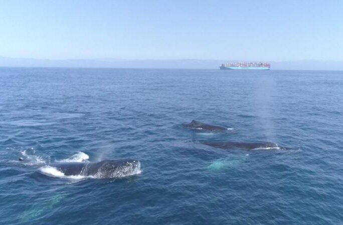 Image of three large whales swimming at the ocean surface and a large shipping container ship in the distance. Credit: Adam Ernster/Condor Express