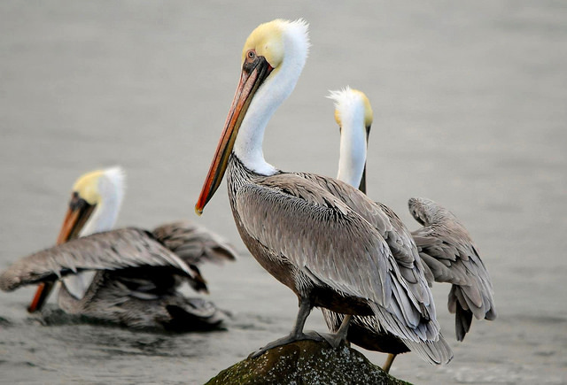 ALT Text: Three California Brown Pelicans (Pelecanus occidentalis californicus) with brown bodies, white necks and heads and orange beaks in the water. Photo credit: Roy W. Lowe, USFWS.