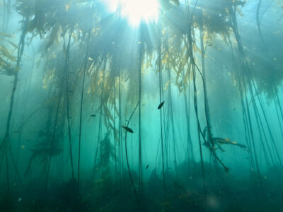 Bull kelp forest