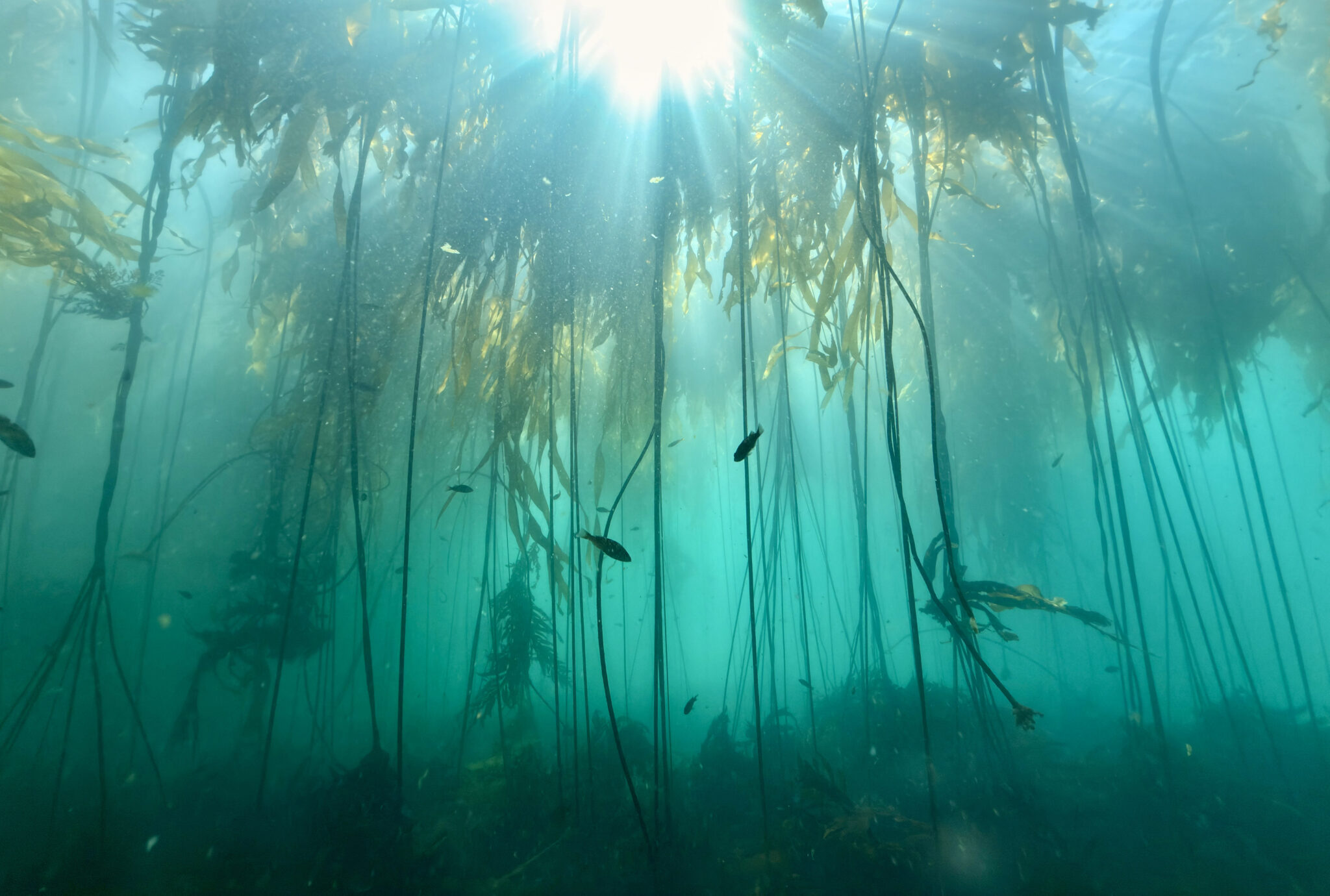 Bull kelp forest