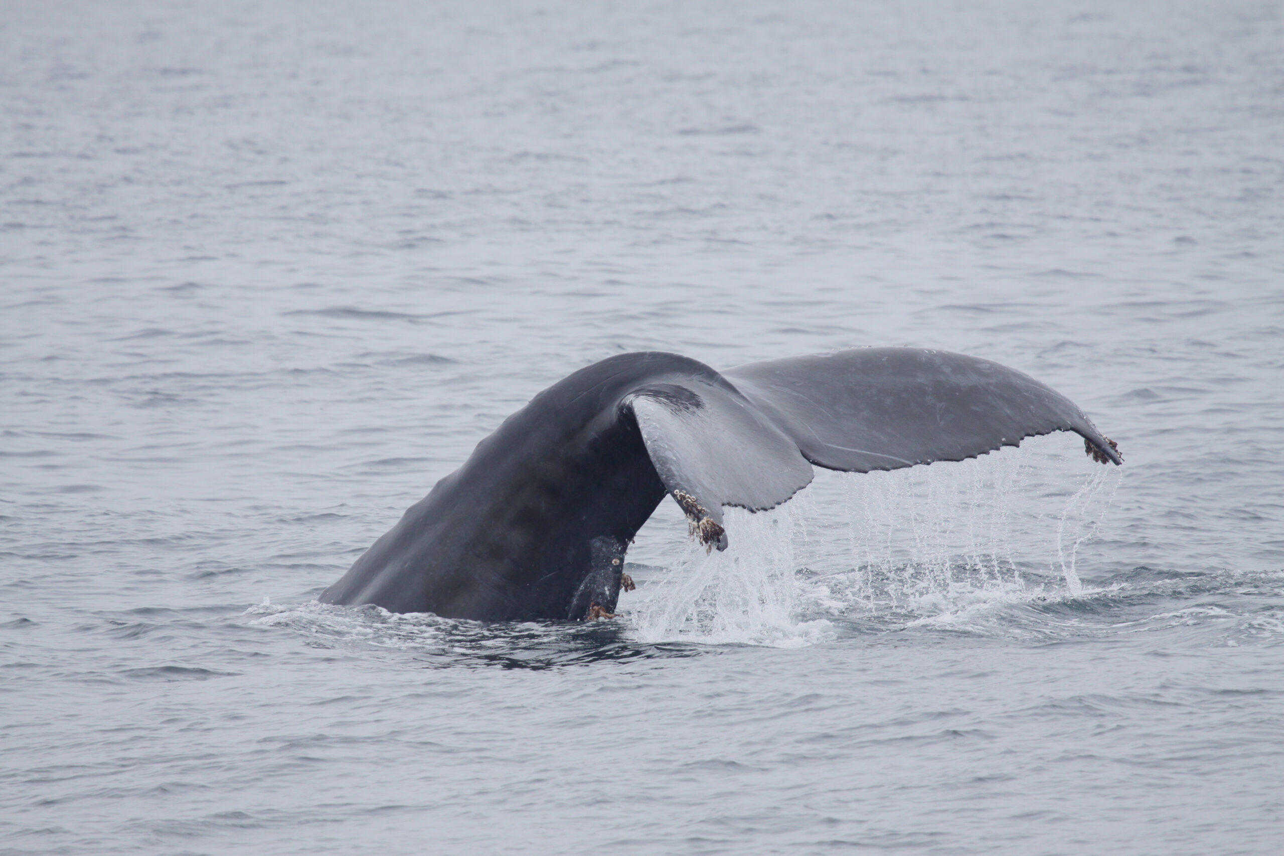 Whale fluke emerges out of grey, moody water.