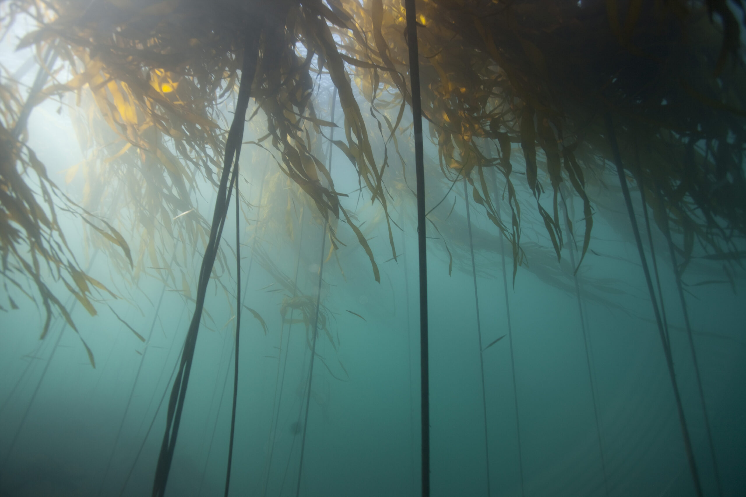 Bull kelp forest seen from ocean floor. The water is greenish blue and the sunlight is trickling in between kelp fronds.
