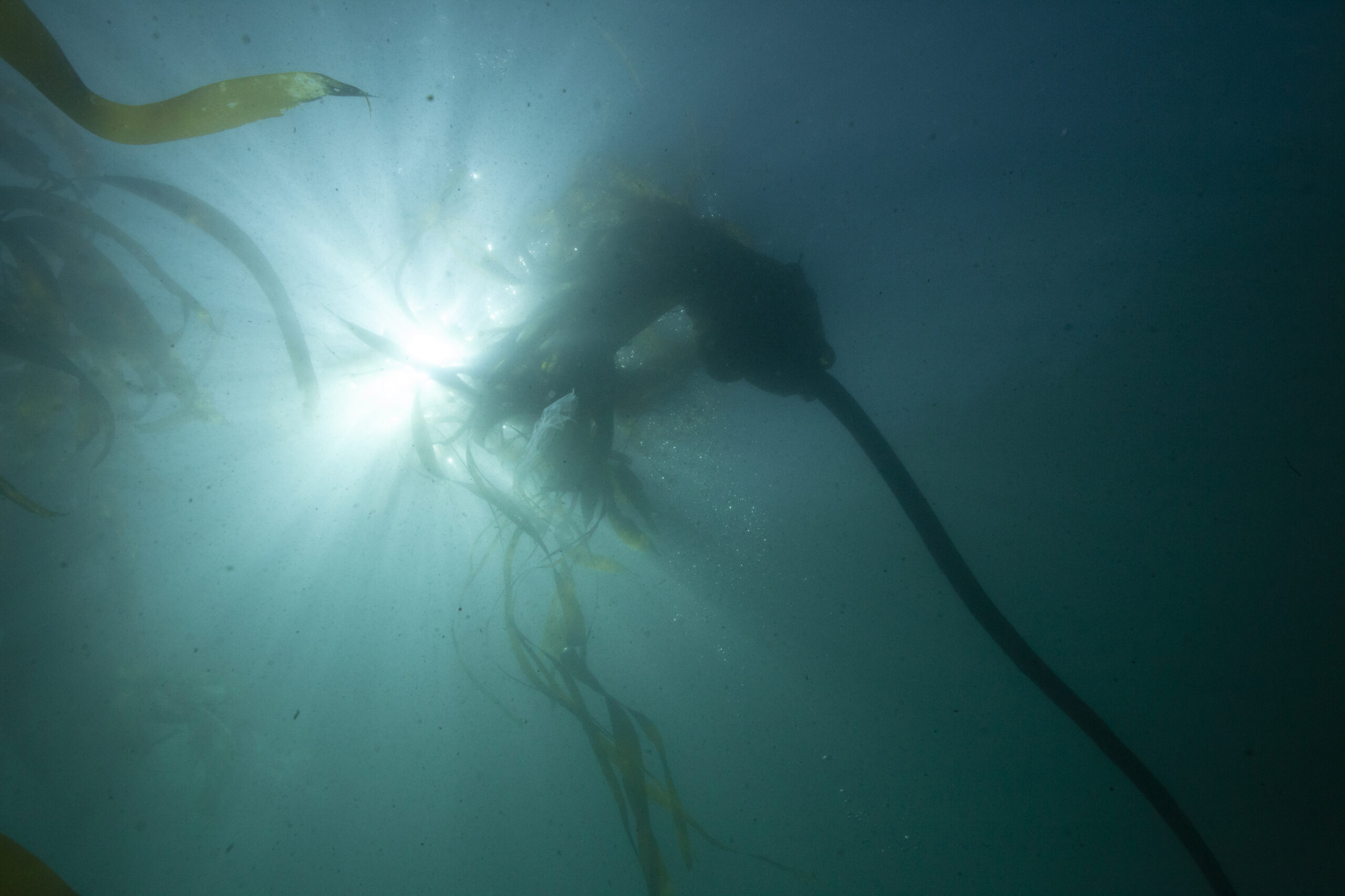 Image of single bull kelp taken from below. The sun is shining through the partially visible water from above.