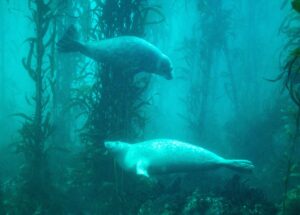 Two harbor seals swimming in a kelp forest.