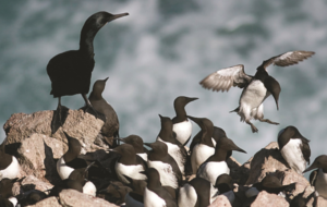 Several Common Murres sit on a cliff with the ocean in the background. One Common Murre is in flight about to land on the cliff. Photo credit: Ron LeValley