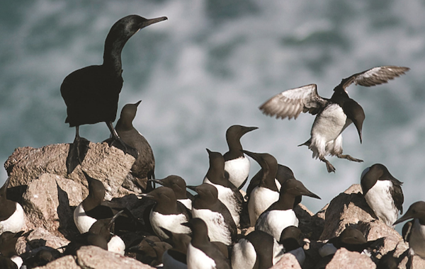 Several Common Murres sit on a cliff with the ocean in the background. One Common Murre is in flight about to land on the cliff. Photo credit: Ron LeValley
