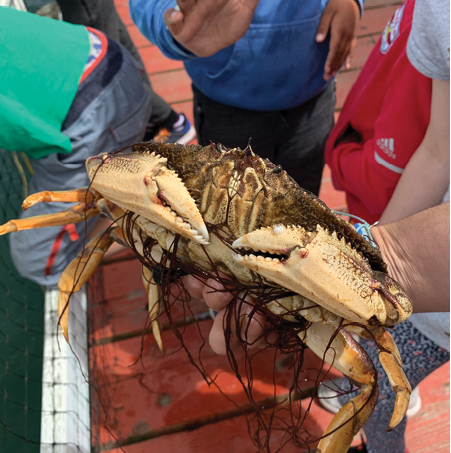 A large brown crab being held on the pier