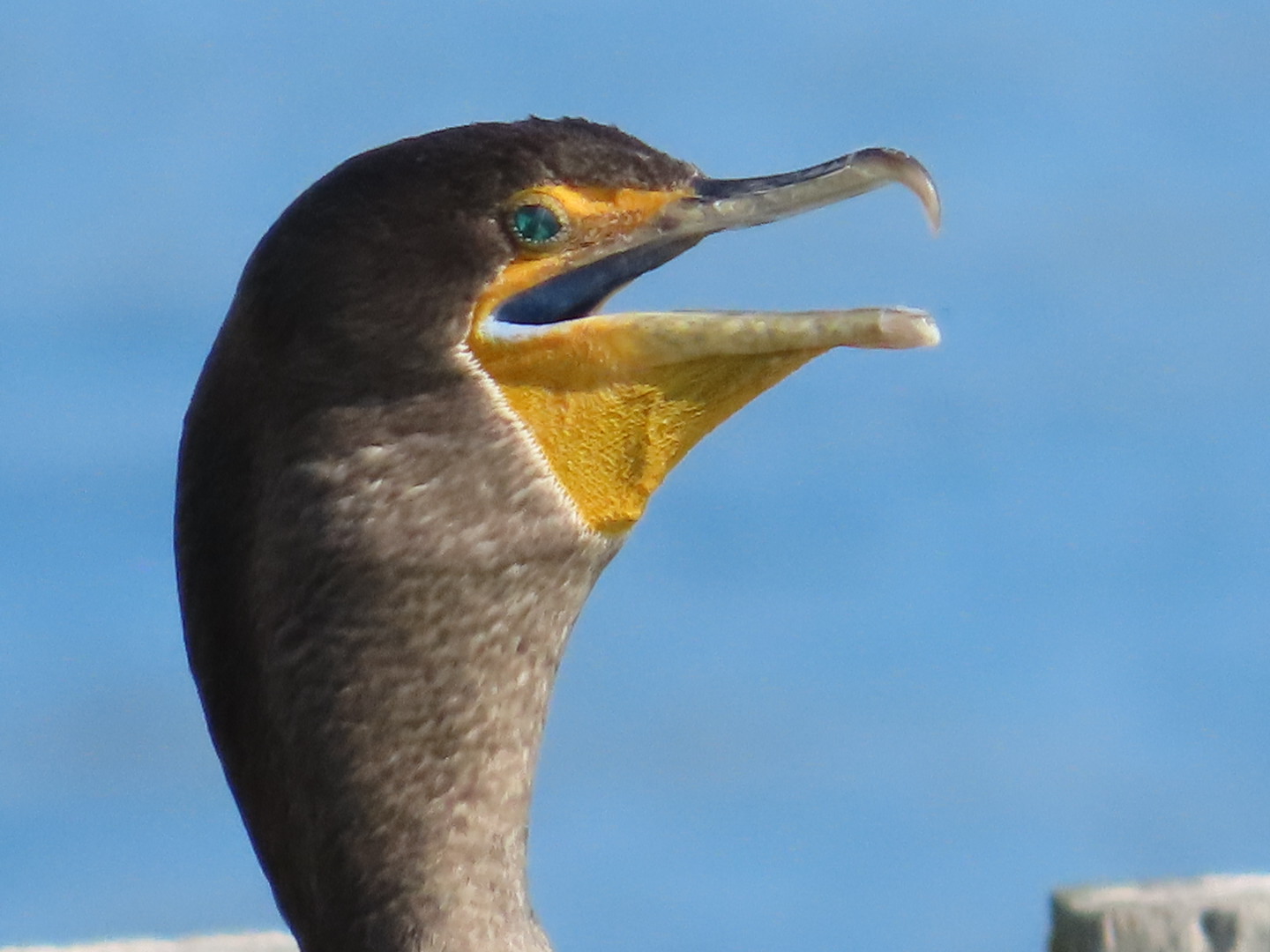 Cormorant seen with mouth open with blue ocean water as background