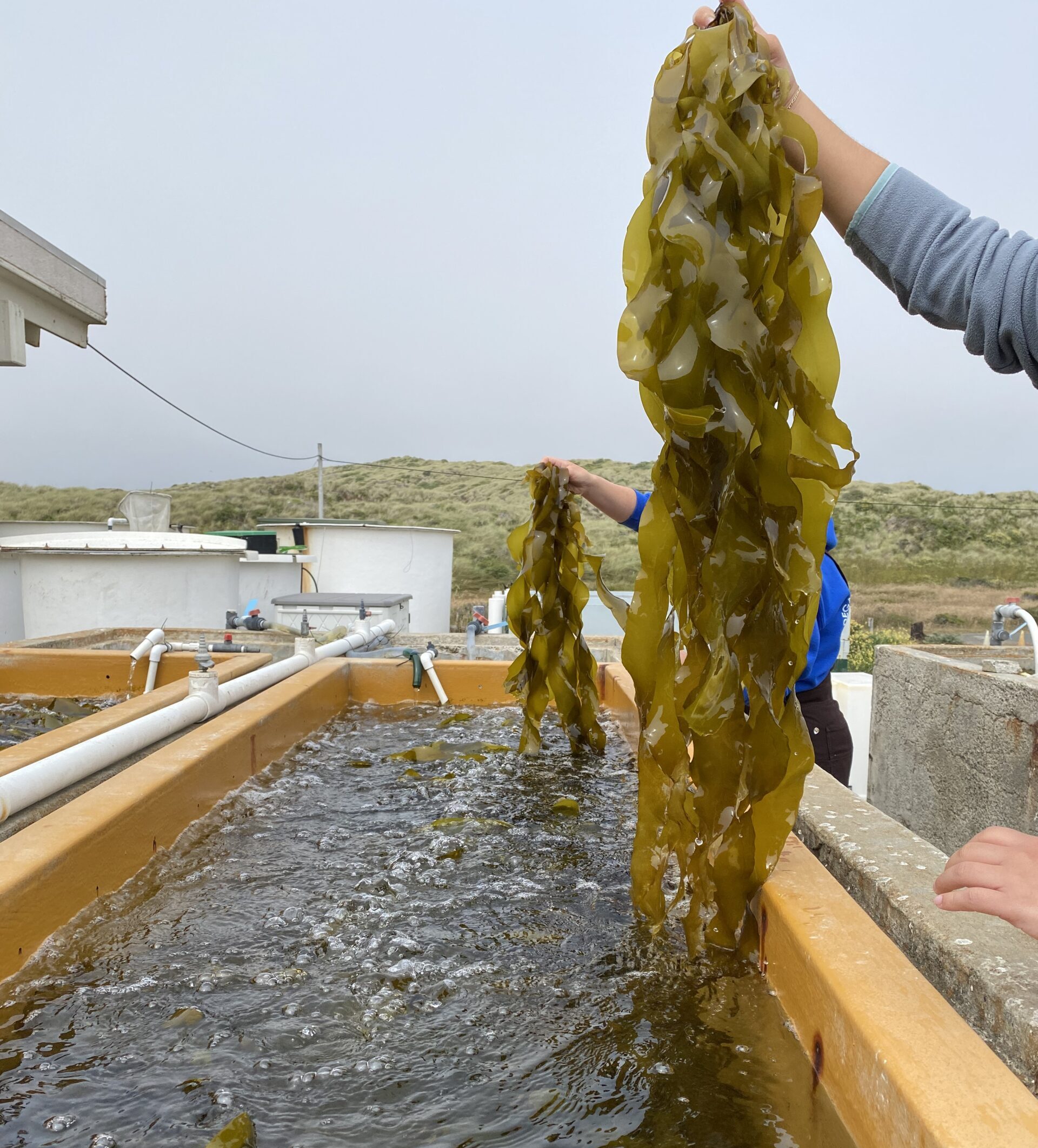 Large rectangular tanks contain green lab-grown bull kelp