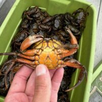 A hand holds an invasive green crab upside down above a bucket filled with more removed invasive crabs.