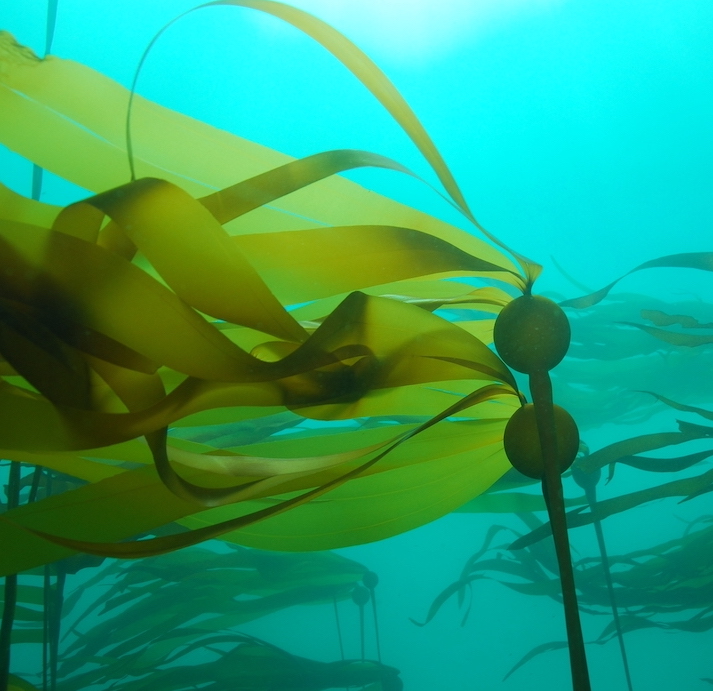 Underwater photo of green colored bull kelp surrounded by blueish green water in Greater Farallones National Marine Sanctuary. Photo Credit: Keith Johnson