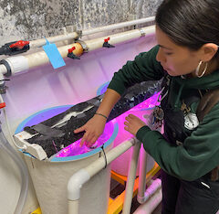 Julieta Gomez monitors juvenile bull kelp at Bodega Marine Lab