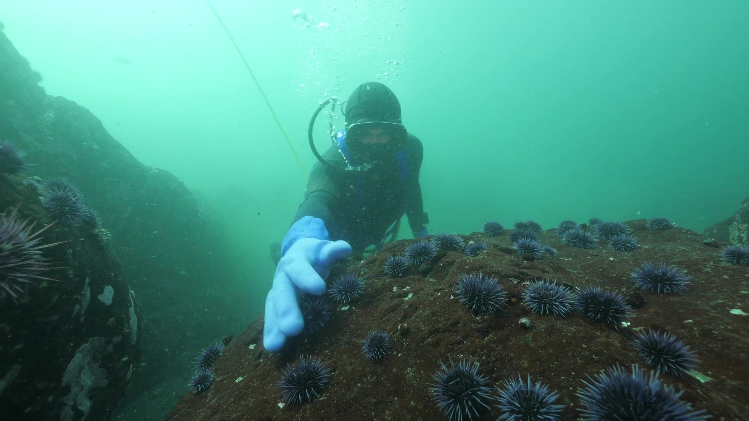 Commercial diver removes purple urchin.