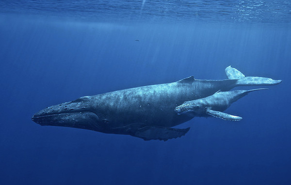 Underwater photograph of a humpback whale mother and calf swimming through the clear ocean water. Photo credit: NOAA (National Oceanographic and Atmospheric Administration)