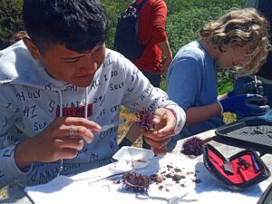 Two LiMPETS students are engaged in a purple sea urchin science activity to help measure and weigh the urchins removed as part of the kelp restoration project. They are sitting at a picnic table outside with green foliage seen in the background behind them. Credit: PAUHS Teacher