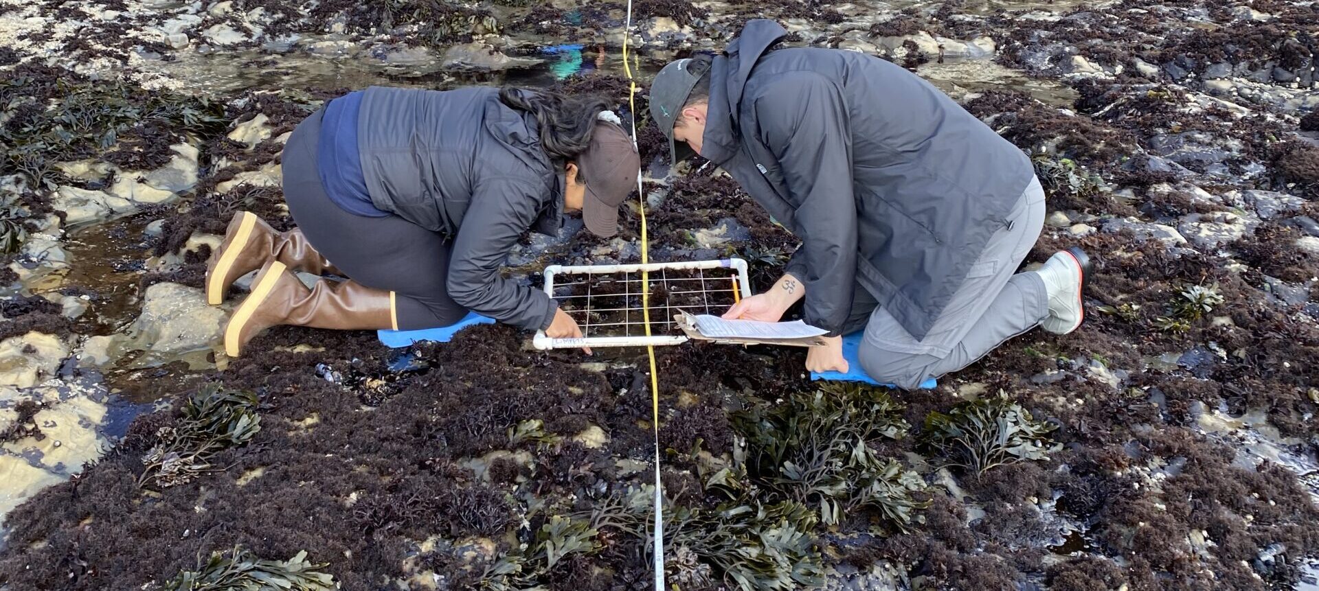 Folks conducting transect work in the rocky intertidal.