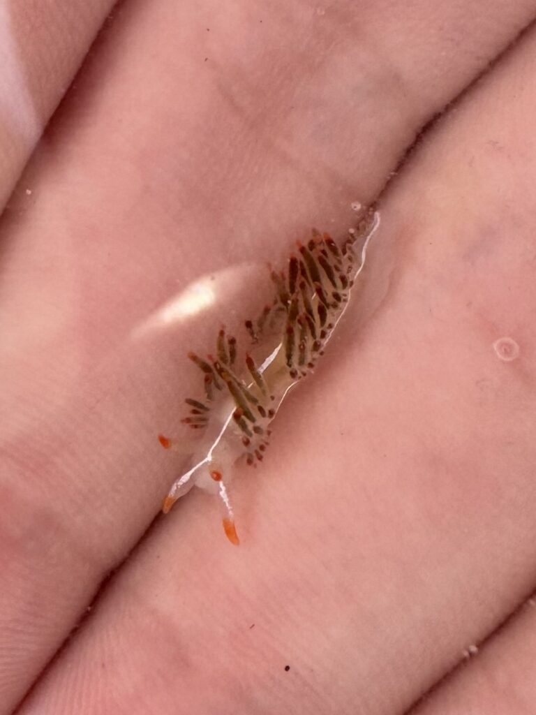 Nudibranch with orange and white accents along its body