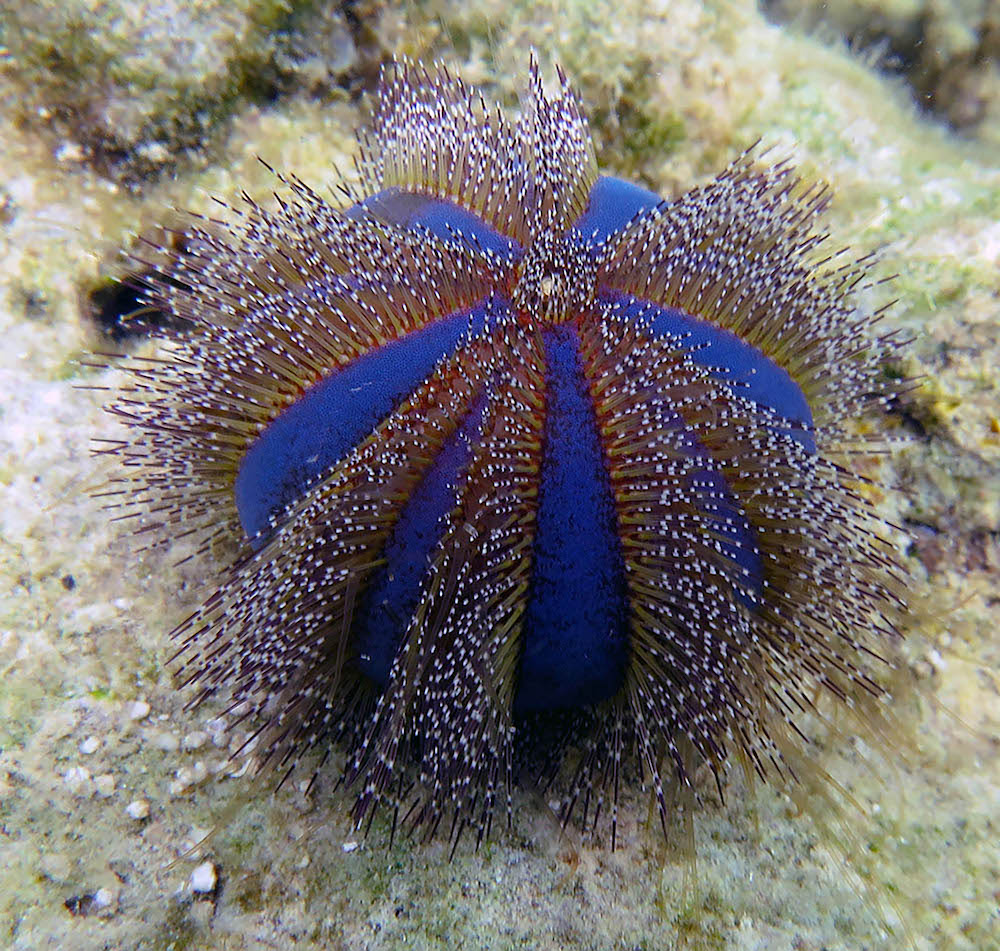 Purple and brown colored tuxedo urchin on the seafloor. Photo Credit: Rich Mooi/California Academy of Sciences.