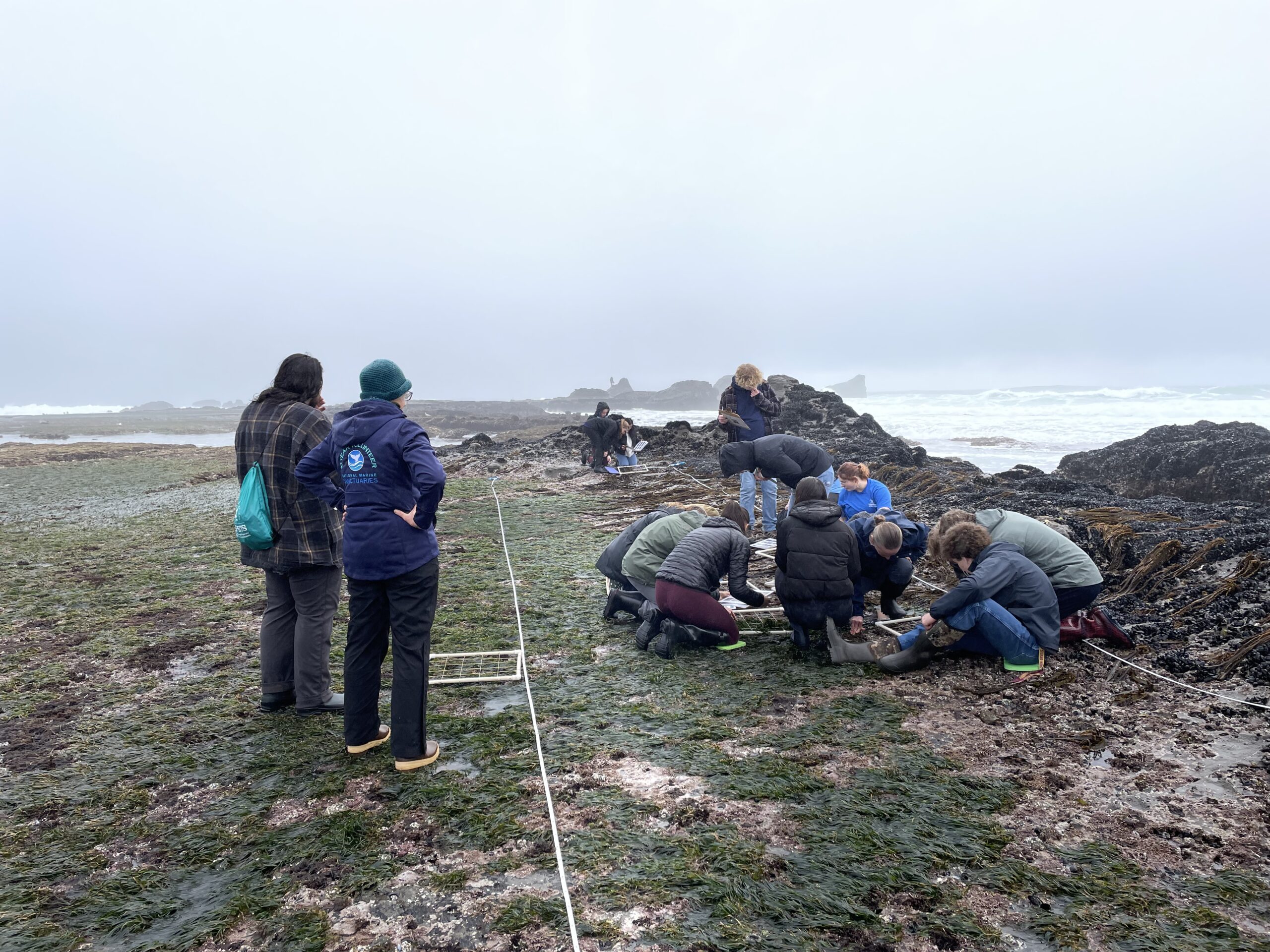 Students gather around a research quadrat on a rocky intertidal reef on a cloudy day