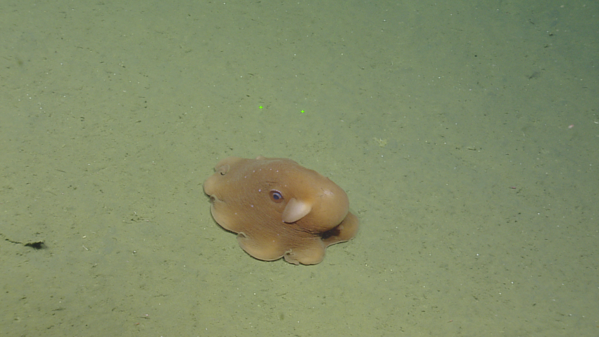 Octopus seen on the se floor. The seafloor looks silty and beige.