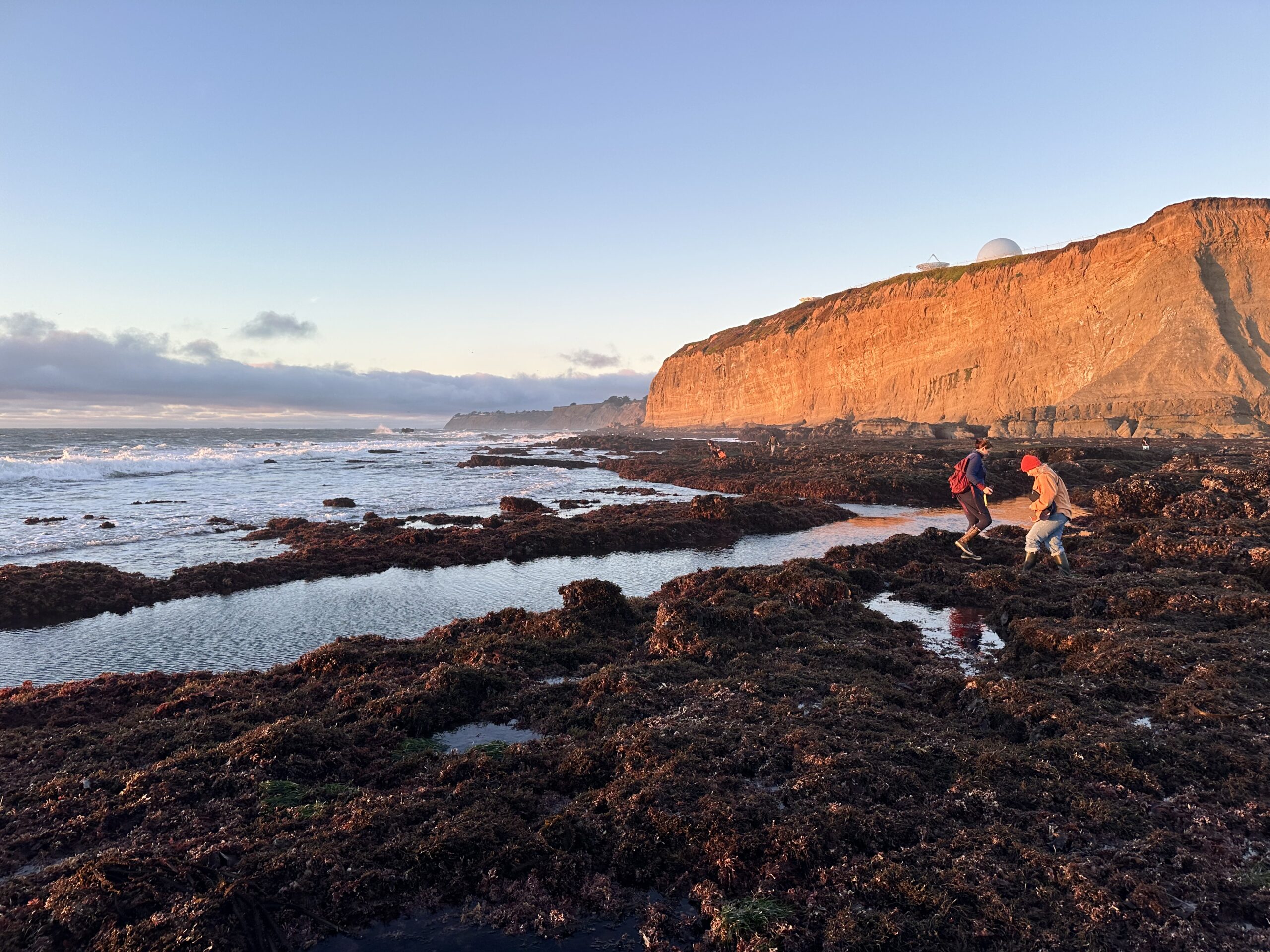 Two people tidepool along a rocky reef covered in seaweed at sunset. A tall bluff is seen in the background glowing in the sunlight.