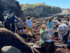A group of LiMPETS students in the rocky intertidal in the process of helping to collect scientific data. One student in the foreground holds up a species identification sheet to look closer while another nearby points into a quadrat placed on the rocks. Credit: PAUHS Teacher