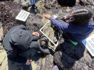 Two LiMPETS students sit exploring what they see in the intertidal habitat. A quadrat is on the ground between them, a species identification sheet is set nearby, and anemones and other invertebrates are seen in the tidepool. Credit: PAUHS Teacher