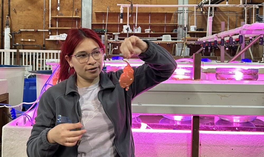Kelp Restoration staff member with kelp in lab