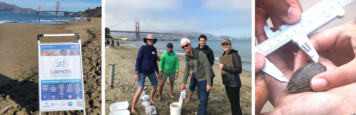 Three images: 1) a LiMPETS program sign in the sand at the beach with LiMPETS students and the Golden Gate Bridge in the background. 2) 5 teachers smile at the camera while engaged in a LiMPETS example activity of collecting sand crabs on the beach with the Golden Gate Bridge in the background; buckets and mesh bags can be seen on the ground between them. 3) Close up of one hand holds a sand crab while another person's hands measure it with a small ruler.