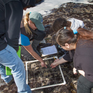 LiMPETS in action. An instructor teaches students what they are seeing in a quadrant on the rocky intertidal shore.