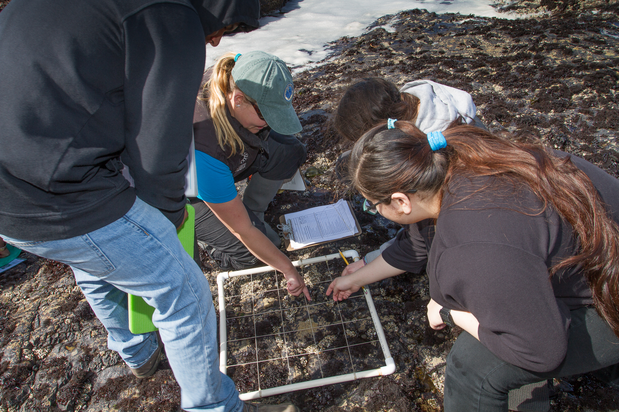 LiMPETS in action. An instructor teaches students what they are seeing in a quadrant on the rocky intertidal shore.