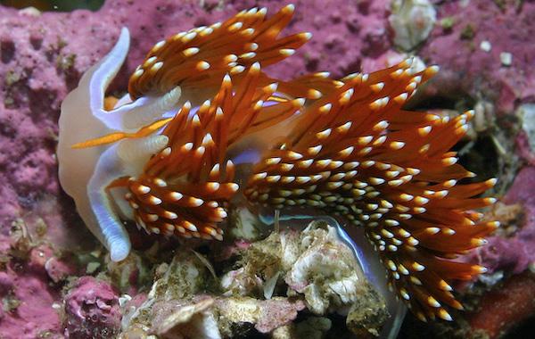 A colorful opalescent nudibranch with redish-brown feather-like plum with white types, bright yellowish streaks, and light purple areas along the head. Sitting on a pink coral encrusted rocky bottom. Credit Steve Lonhart, NOAA/MBNMS.