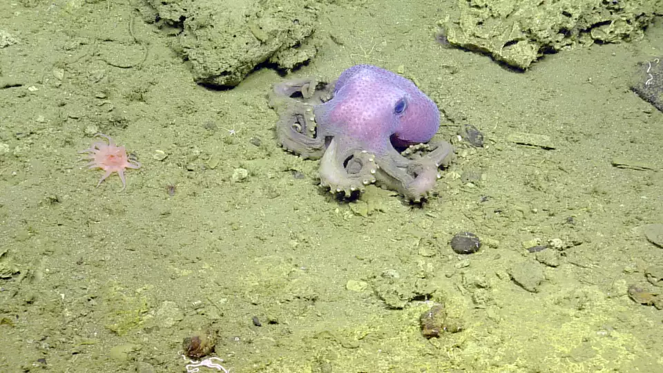 Light purple ctopus crawls along the beige, silty sea floor.