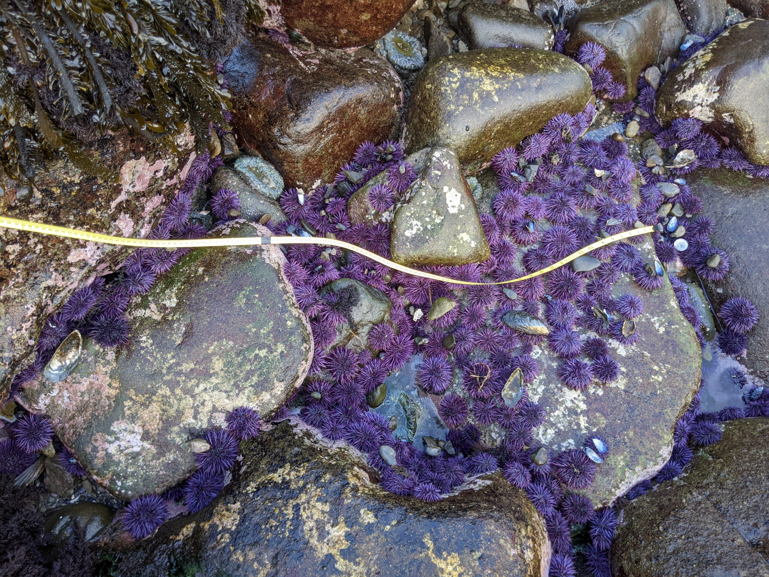 Photo of purple sea urchins in the intertidal zone. Photo by Gina Contolini/NOAA.