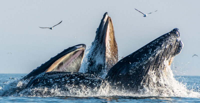 Humpback whales feeding