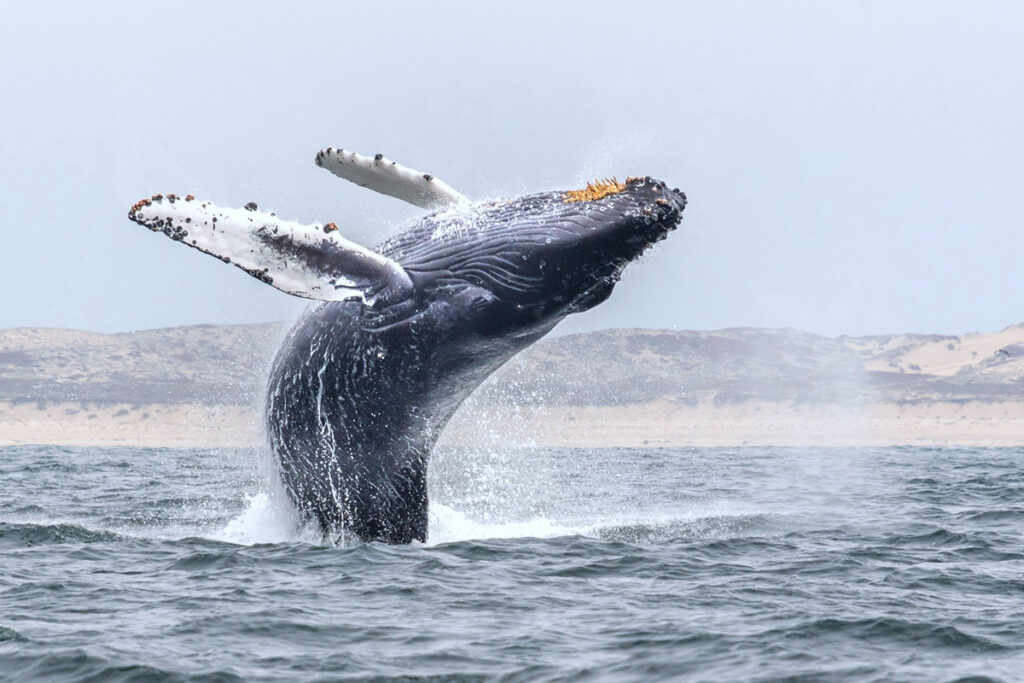 humpback whales breaches out of blue water on an overcast day