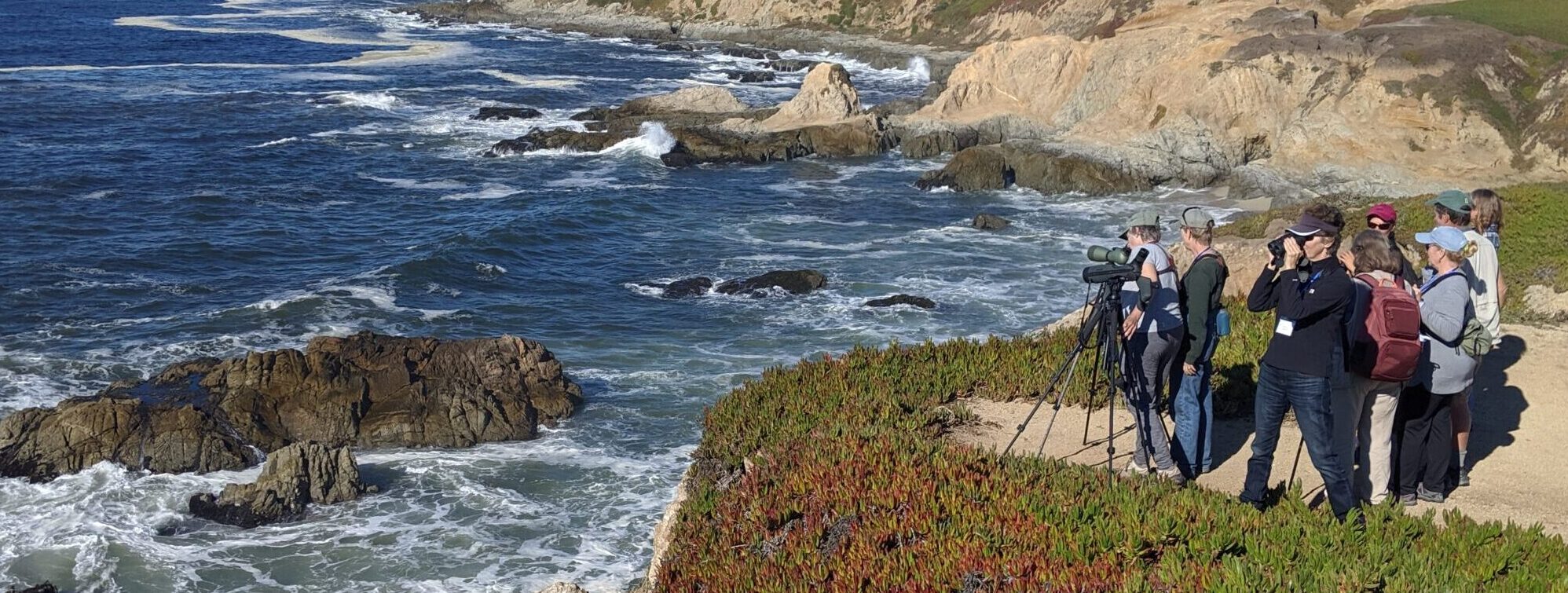 A group of Beach Watch Volunteers survey a rocky shoreline from atop a high coastal bluff. Ice plant is red and green on the cliff faces and waves are crashing onto the bluffs.