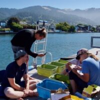 Project staff and volunteers sit on a dock above Seadrift Lagoon surrounded by various tubs and clipboards working to count and collect data on invasive green crabs removed from the lagoon. Credit: Lindsay Hayashigatani