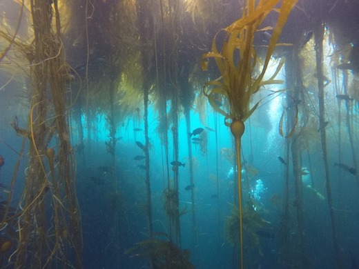 Underwater image of bull kelp forest. Photo credit: Steve Lonhart, NOAA