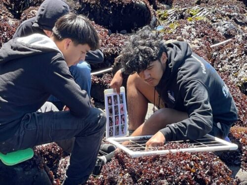 Two students sit exploring what they see in the intertidal habitat with a quadrant. One student is holding a species identification sheet. Credit: PAUHS Teacher