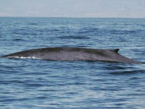 Blue whale (Balaenoptera musculus). Credit: Dru Devlin, GF/CBNMS/GFA.