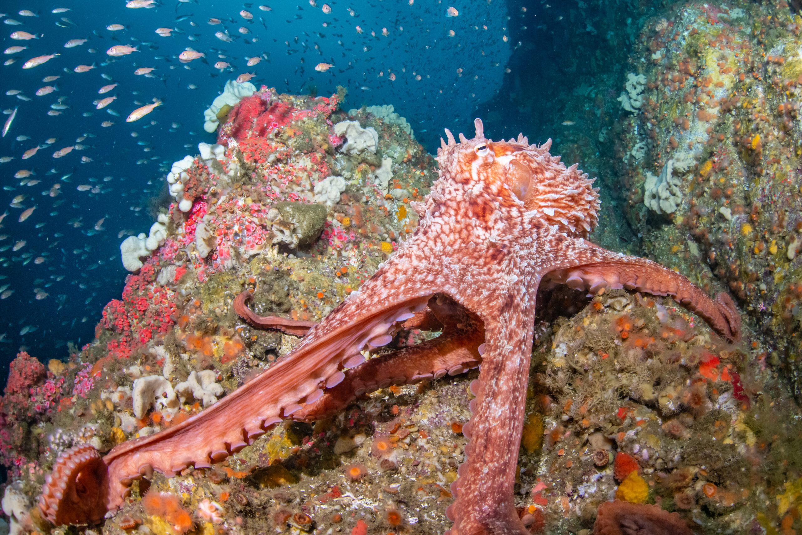 giant-pacific-octopus