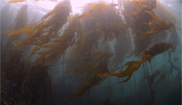 Underwater photo of bull kelp from underneath with sun coming through above.