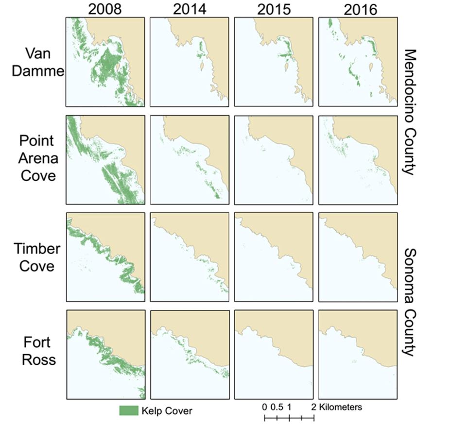 Comparison Chart depicting kelp decline from 2008 to 2016 at Van Damme, Point Arena Cove, Timber Cove, and Fort Ross Cove in Mendocino and Sonoma Counties. Shows greater than 90% reduction of kelp canopy at four important abalone fishery sites. Credit Rogers-Bennett and Catton 2019.