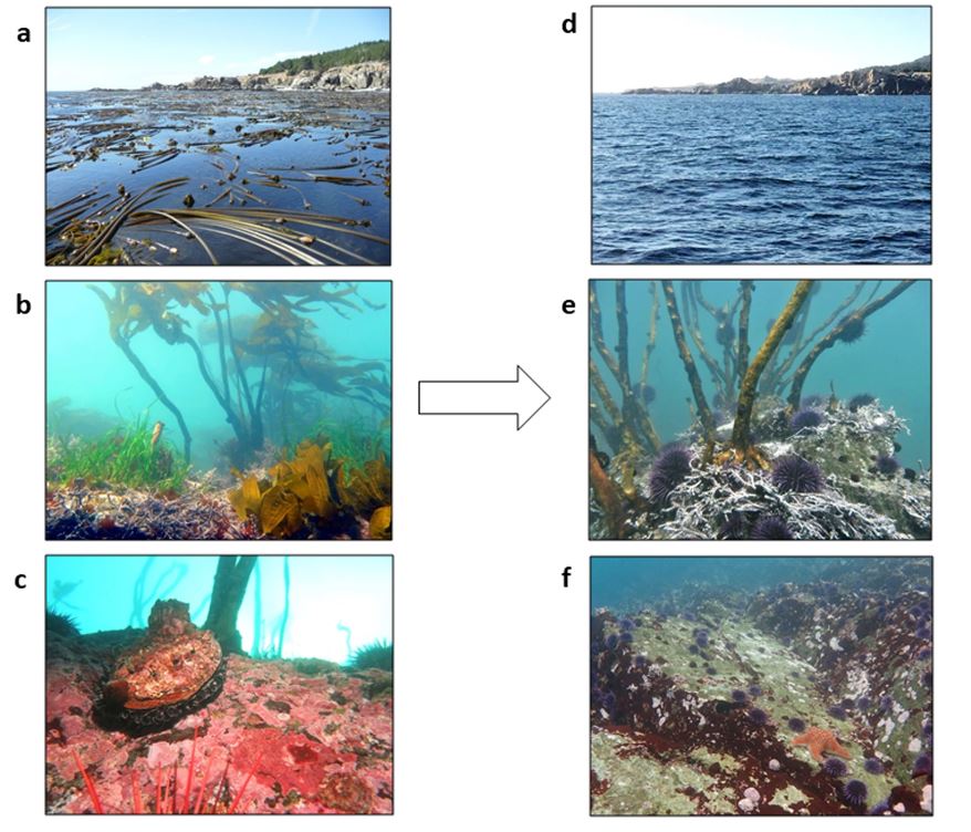 Image chart depicting ecosystem shifts observed for kelp forest canopy at the top, subcanopy in the middle, and benthos at the bottom, pre-impact and post-impact. Credit Rogers-Bennett and Catton, 2019.