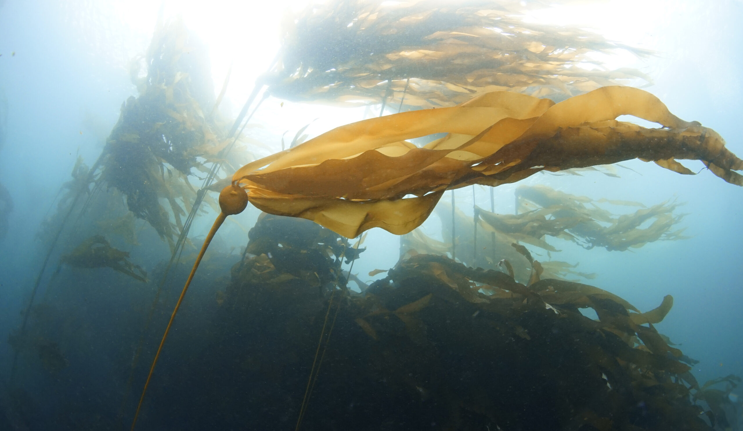 Bull kelp swaying in the currents backlit by the sun