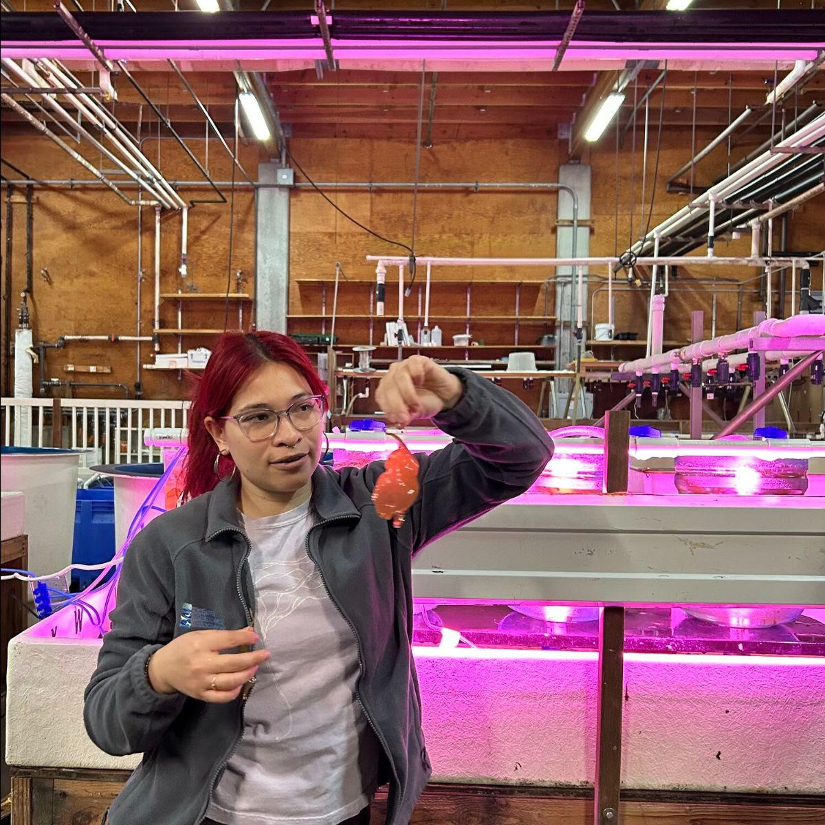 Kelp restoration staff member with kelp in lab